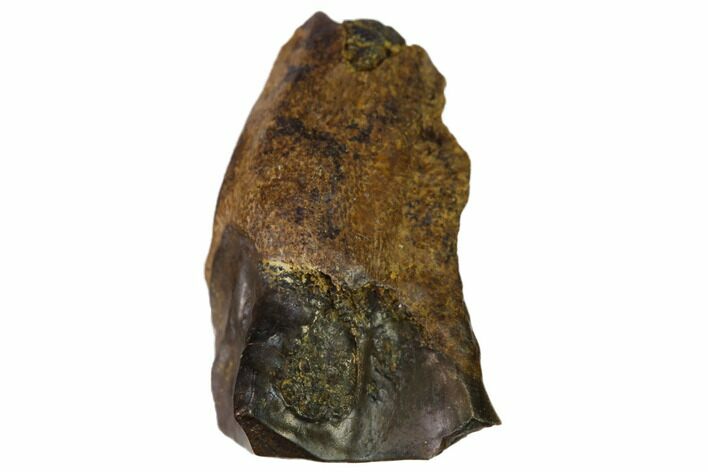 Triceratops Shed Tooth - South Dakota #143953